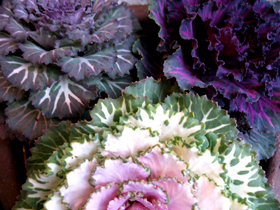 3cabbage219_s.jpg