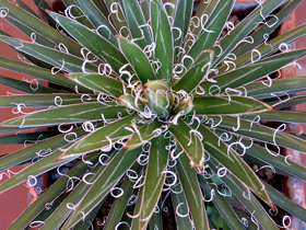 Agave129b_s.jpg