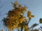 accasia
