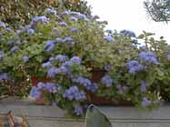 ageratum