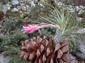 airplants_s.jpg
