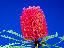 banksia