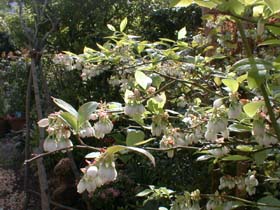 PROTEA