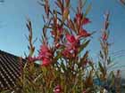 boronia