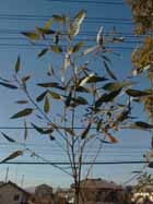 coralgum