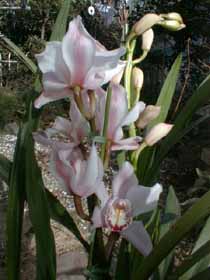 cymbidium2251_s.jpg