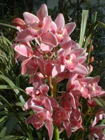 cymbidium2252_s.jpg