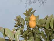 damagedlemon_s.jpg