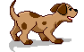 pet