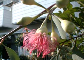 eucaflower1013_s.jpg