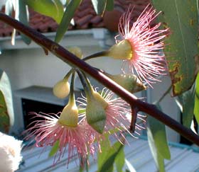 eucaflower1020e_s.jpg