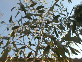 eucaflower1020f_s.jpg