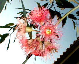 eucaflower1027a_s.jpg