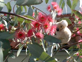 eucaflower1123a_s.jpg