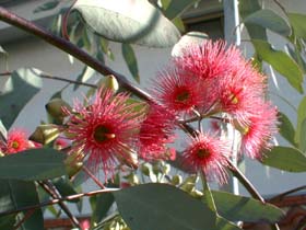 eucaflower1123c_s.jpg