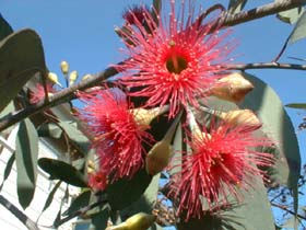 eucaflowerb1123_s.jpg