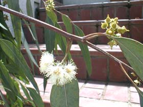 eucaflown722_s.jpg