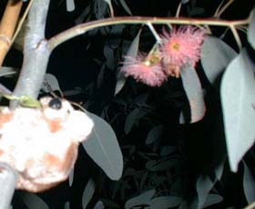 eucalypt1104b_s.jpg