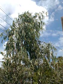 eucalyred722_s.jpg