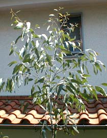 eusidero722_s.jpg