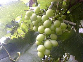 grape