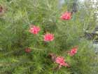 greveria