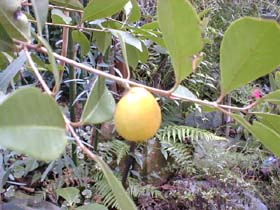 guava_s.jpg