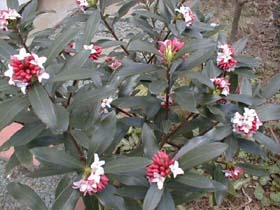 PROTEA