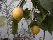 lemon