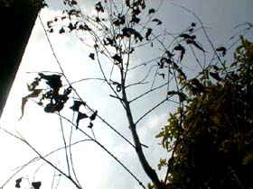 lemoneucalydie56_s.jpg
