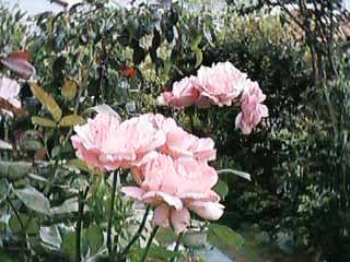pinkrose