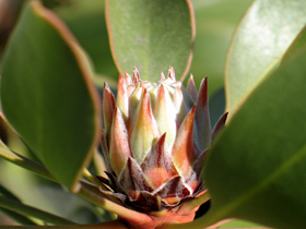 protea205_s.jpg