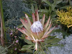 protea