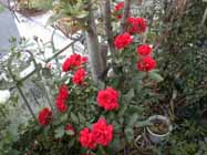 redrose2