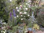 roseand1