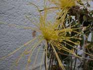 sagagiku