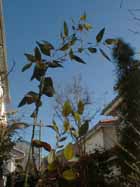 sideroxylon