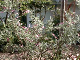 PROTEA