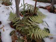 snowdicksonia