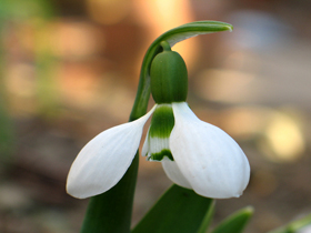 snowdrop212_s.jpg
