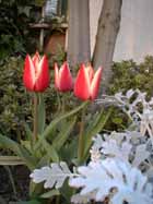tulip_s.jpg