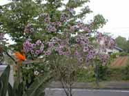 waxflower