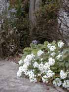 whitealssum_s