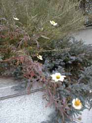 wintercosmos