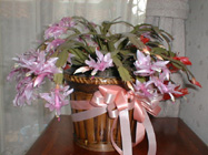 xmascactus2